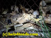 /home//u458753944/public_html/sourcegallery///////////////////////////////////////////Roxborough Toad Detour/2013-2019/2016/2016-03-31/P3310539.JPG